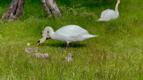 Swans Stockbeeldmateriaal 196900784