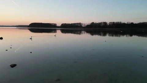 Swans Stock Footage 221252096