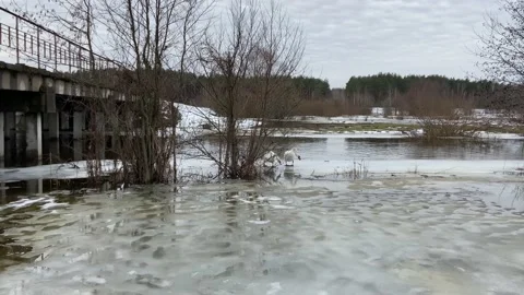 Swans Stock Footage 228902295