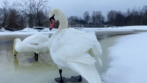 Swans Video stock 230414645