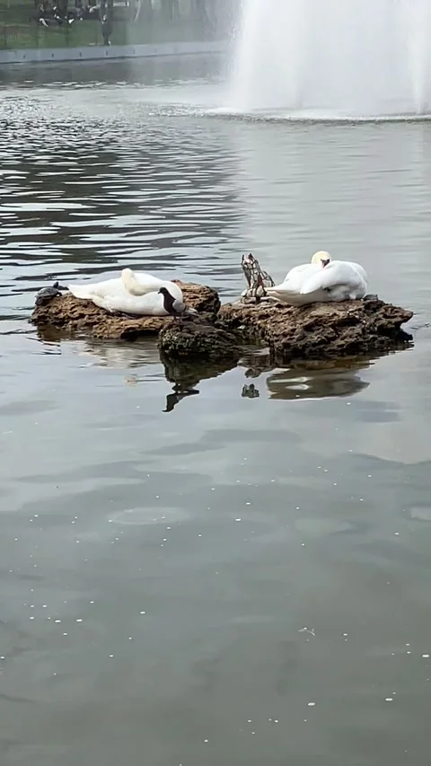 Swans Stock Footage 239906354