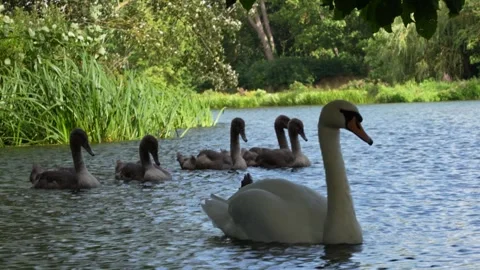 Swans Stock Footage 280001857
