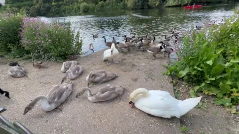 Swans Stock Footage 281011947