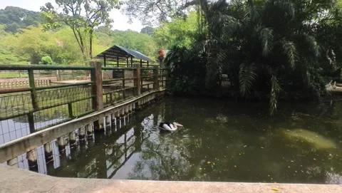 Swans Stock Footage 282654166