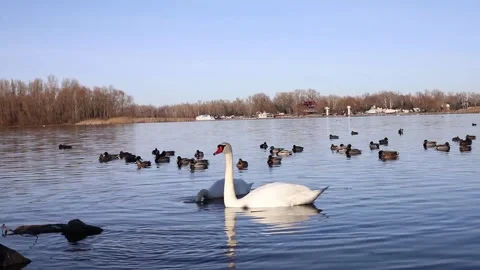 Swans Stock Footage 330549103