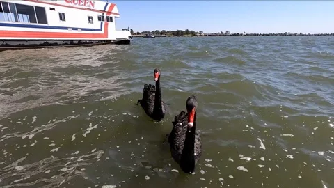 Swans Foraging Stock Footage 104995273