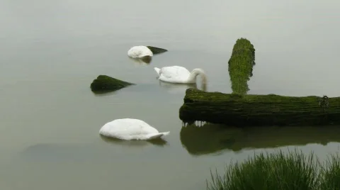 Swans foraging in Marsh Land Stock Footage 794395
