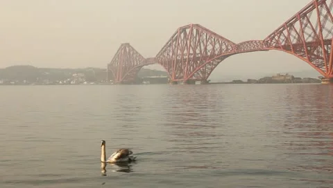 Swans with the Forth bridge behind Stock Footage 10895898