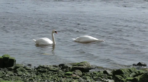 Swans in Galway Harbour Stock Footage 37349338