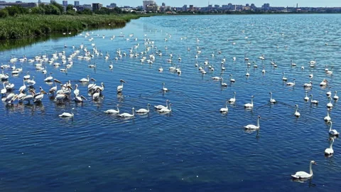 Swans gather in large numbers at a body of water near a city during the daytime, Stock Footage 344295556