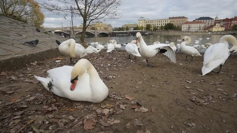 Swans gathering in the Prague Video stock 82943714