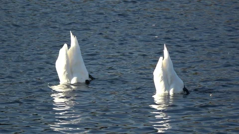 Swans in Germany Stock Footage 122402480