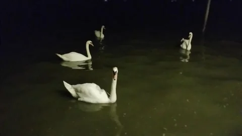 Swans glide across the tranquil waters of Lesina Lagoon. Stock Footage 253038167
