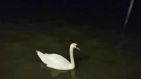 Swans glide across the tranquil waters of Lesina Lagoon. Stock Footage 253038168