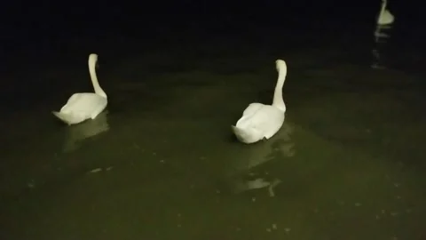 Swans glide across the tranquil waters of Lesina Lagoon. Stock Footage 253038169