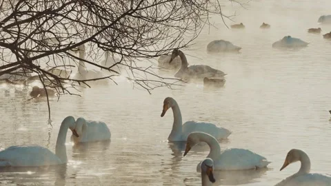 Swans gliding gracefully through a misty lake at dawn in early spring Stock Footage 307133654