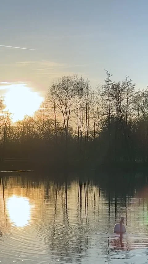 Swans Gliding on Tranquil Lake as Sunset Casts Golden Hues in Serene Nature Stock Footage 301136079