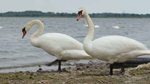 Swans go into the water Stock Footage 120831936