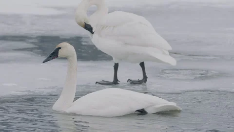 Swans gracefully glide on icy pond in winter wonderland landscape Stock Footage 288554149