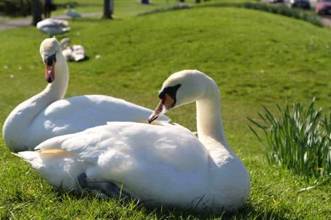 Swans on the grass Stock Photos