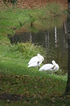 Swans on the grass Stock Photos