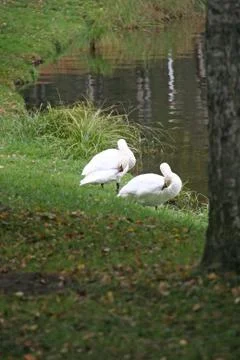 Swans on the grass Stock Photos