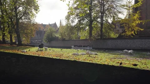 Swans on grass with tourist boat on river in fall Bruges Belgium Stock Footage 329053685