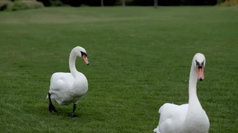 Swans graze in the meadow. Stock Footage 166067644