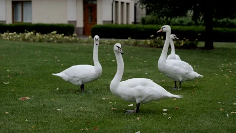 Swans graze in the meadow. Stock Footage 166067651