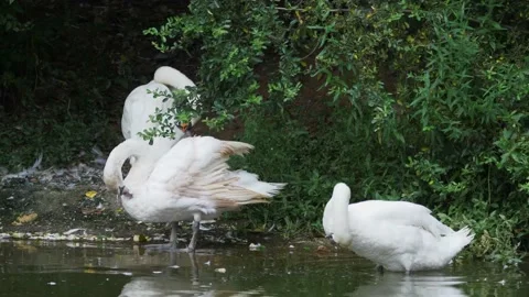 Swans grooming Stock Footage 155730760