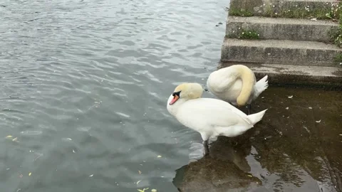 SWANS GROOMING Stock Footage 276860464