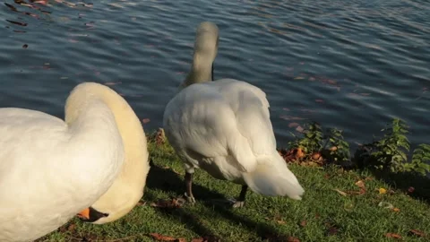 Swans grooming themselves Stock Footage 276969376