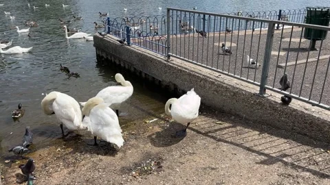 Swans grooming themselves at the river Stock Footage 311830106