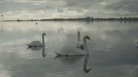 Swans in a group, Wide Shot 스톡 동영상 34289948