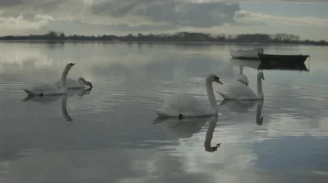 Swans in a group, Wide Shot moving into a tight of two swans Stock Footage 34291561