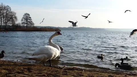 Swans gulls ducks Stock Footage 269213229
