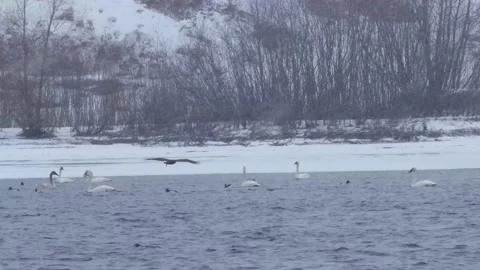 Swans &amp; Hawk Stock Footage 149161534