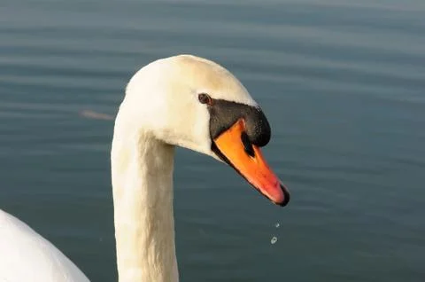 Swan´s head. Stock Photos