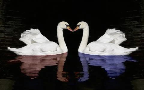 Swans heart Stock Photos