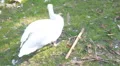 Swans in Homosassa HD Footage