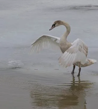 The swan's hug Stock Photos