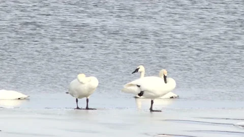 Swans on Ice Stock Footage 149161567