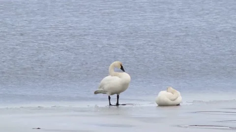 Swans on Ice Video stock 149161573