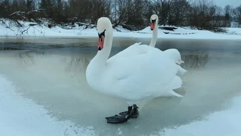 Swans on the ice. Stock Footage 235542254