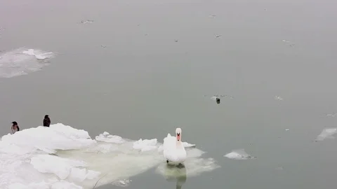 Swans on the ice of the river Danube Stock Footage 72229366