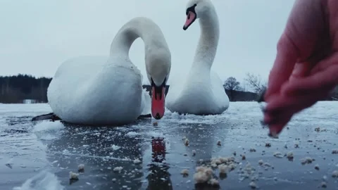 "Swans on ice: winter bread feeding" Stock Footage 234298634