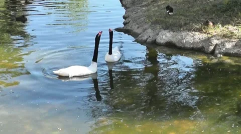 Swans III Stock Footage 12708067