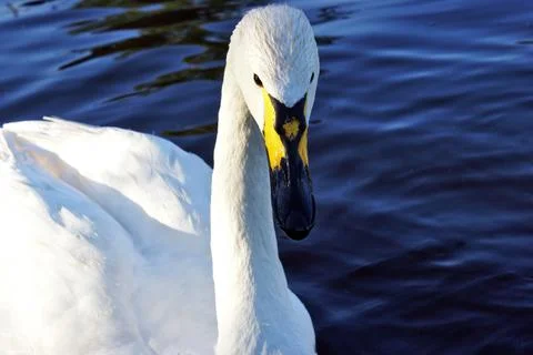 Swans Image Series Stock Photos