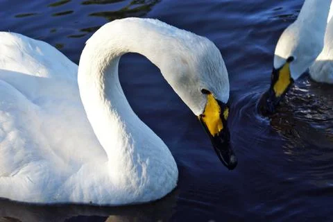 Swans Image Series Stock Photos