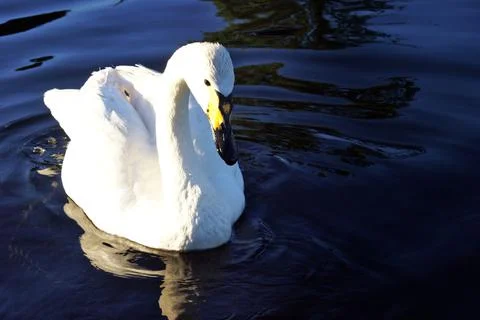 Swans Image Series Stock Photos